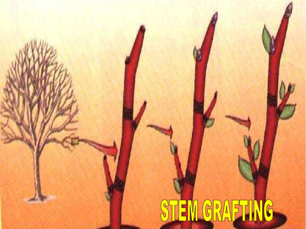 STEM GRAFTING